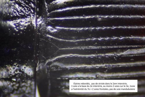 Réf. 267 521 : Pterostichus vernalis